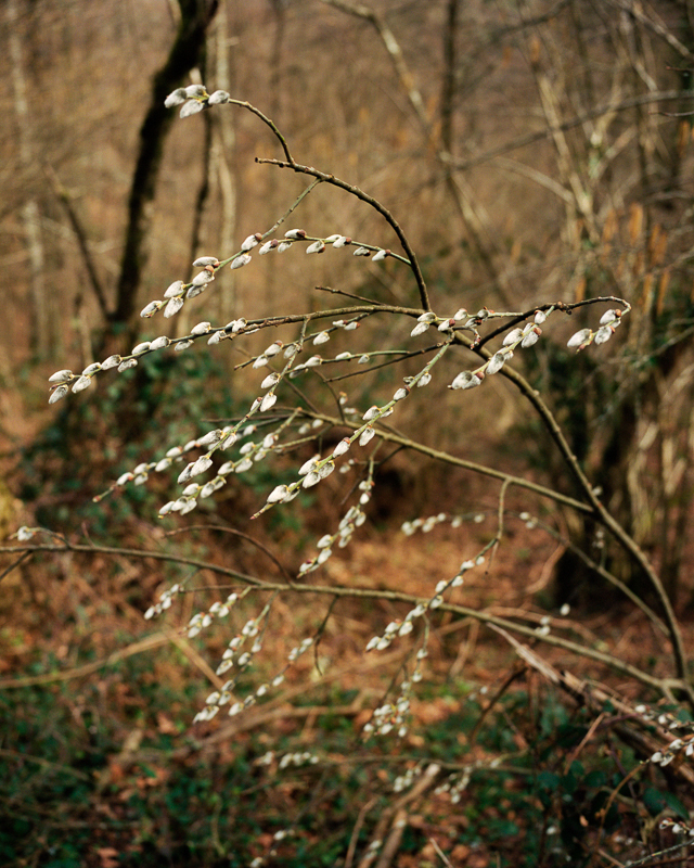 Bruissements des sentes